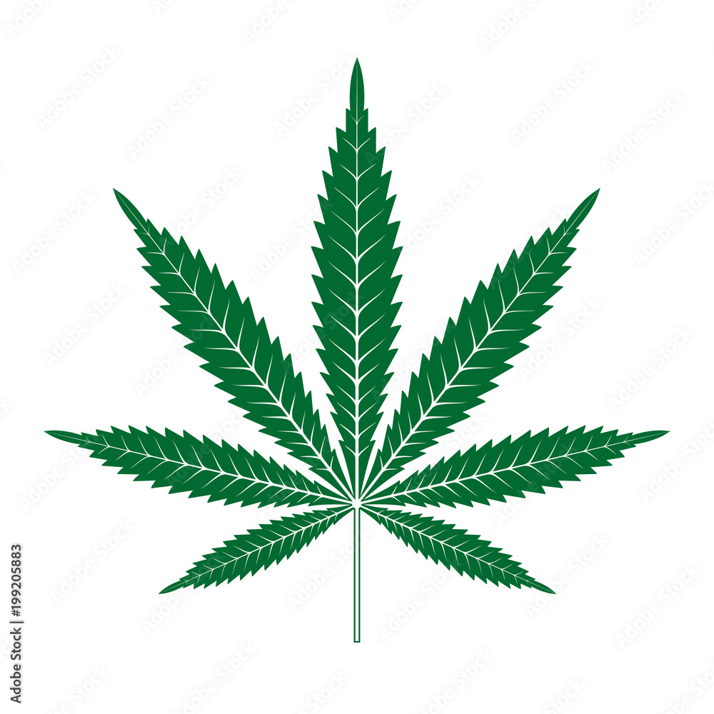Marijuana or cannabis leaf Icon Vector Logo Template. Isolated illustration on white background. Marijuana or cannabis leaf Icon Vector Logo Template. Isolated illustration on white background.