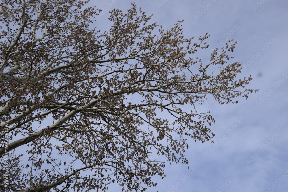 Blooming silver poplar. Silver poplar tree in spring. Poplar Blooming silver poplar. Silver poplar tree in spring. Poplar
