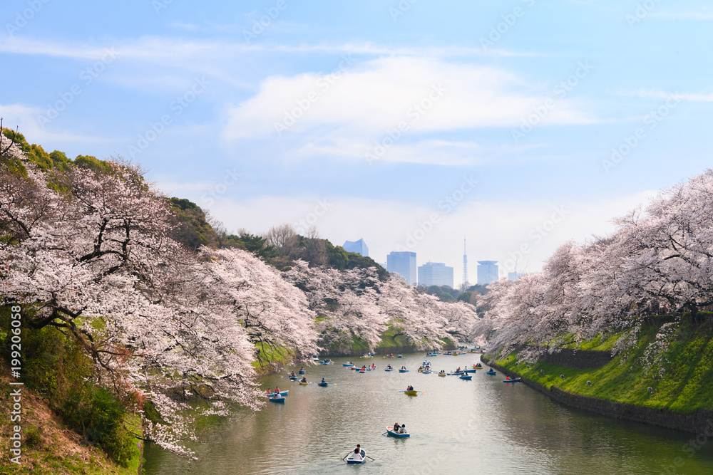 Fototapeta premium 千鳥ヶ淵の桜