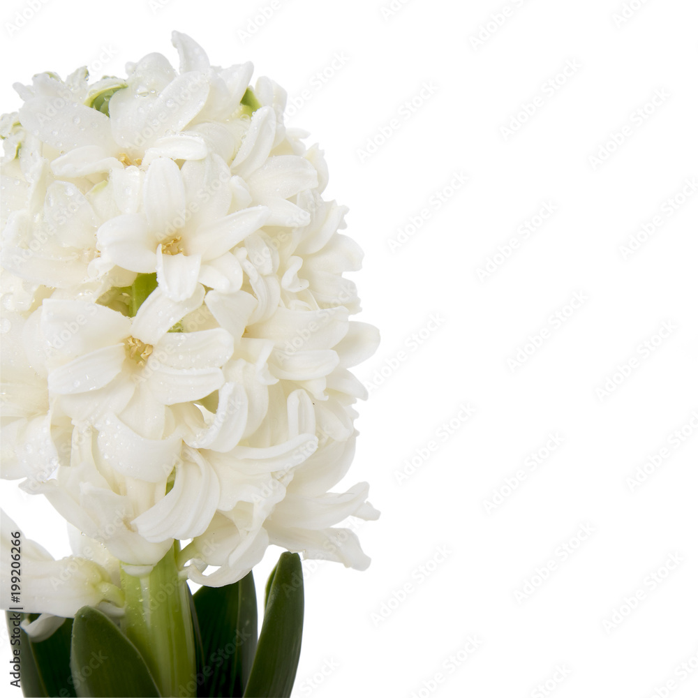 the Flowers composition with white hyacinths. Spring flowers on white background. Easter concept. the Flowers composition with white hyacinths. Spring flowers on white background. Easter concept.