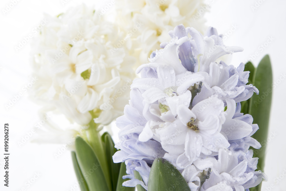 Fototapeta premium Flowers composition with lilac and white hyacinths. Spring flowers on white background. Easter concept.