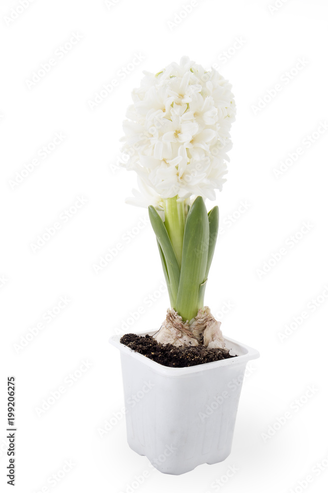 the Flowers composition with white hyacinths. Spring flowers on white background. Easter concept.