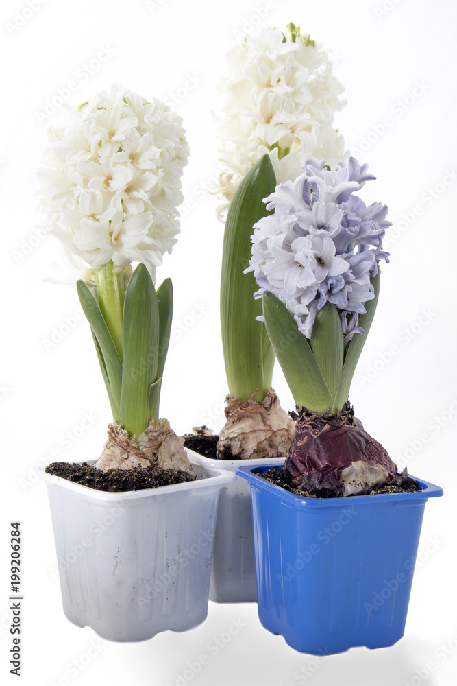 Flowers composition with lilac and white hyacinths. Spring flowers on white background. Easter concept. Flowers composition with lilac and white hyacinths. Spring flowers on white background. Easter concept.