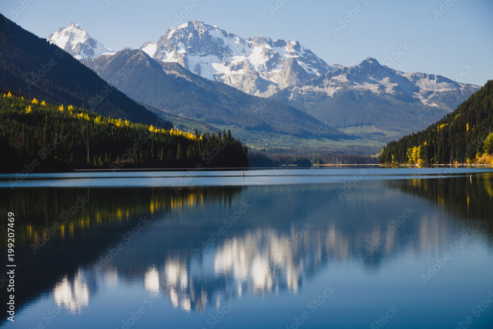 Fototapeta premium Sun catches tips of golden Cottonwood. Birkenhead Lake, BC, Canada.