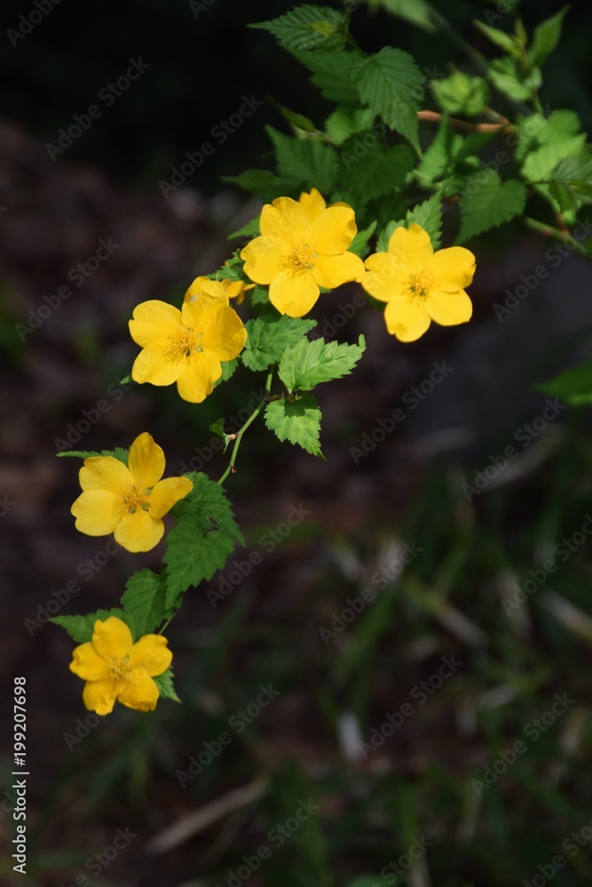 Japanese kerria (Japanese rose/Golden guinea) Japanese kerria (Japanese rose/Golden guinea)