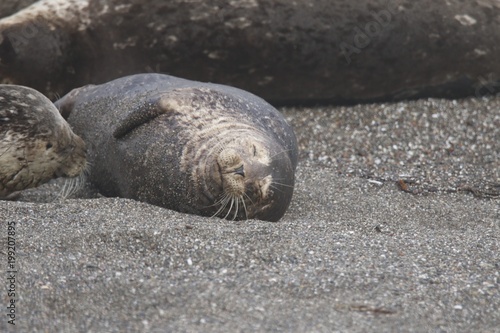 Goat Rock Beach - Sonoma County, California. Each spring a large sand spit builds up in Jenner, right at the mouth of the Russian River. Seals love hanging out at the Pacific Coast beaches.