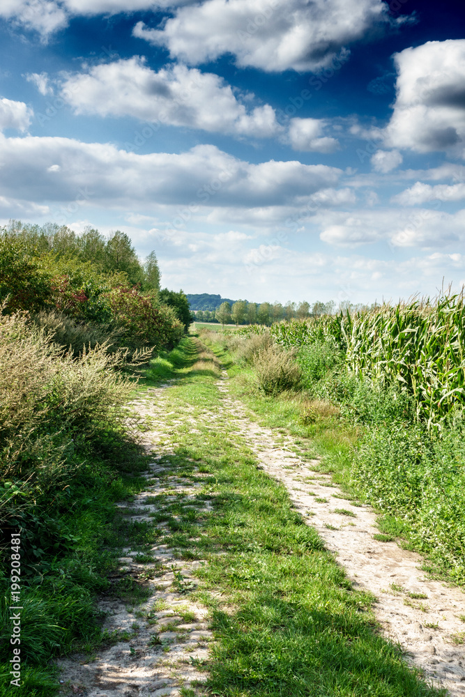 Path through grass field