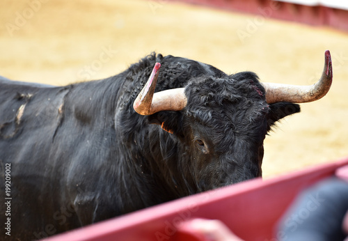 animal traditional of spain