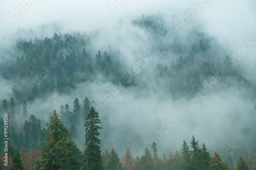 coniferous forest on mountain slopes in fog, trees in haze in early spring