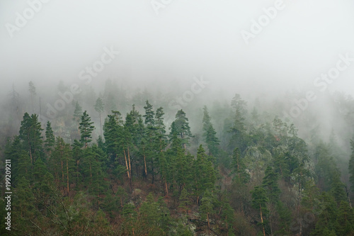 coniferous forest on mountain slopes in fog, trees in haze in early spring