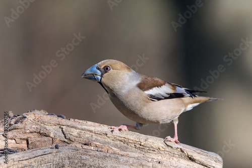 The hawfinch (Coccothraustes coccothraustes) Frosone comune