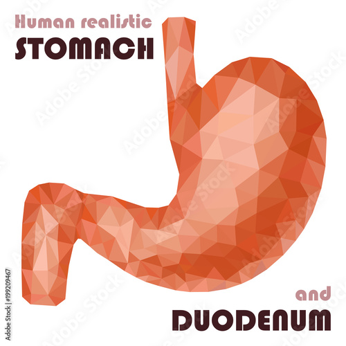 Realistic low poly human stomach and duodenum. Healthy digestive system.