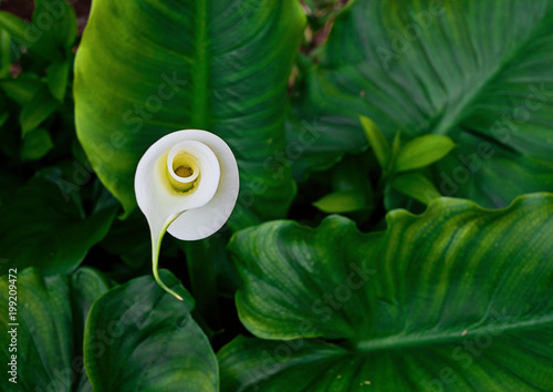 Fototapeta Naklejka Na Ścianę i Meble -  Close up view of calla lily flower bud in green leaves. Natural floral background, selective focus top view