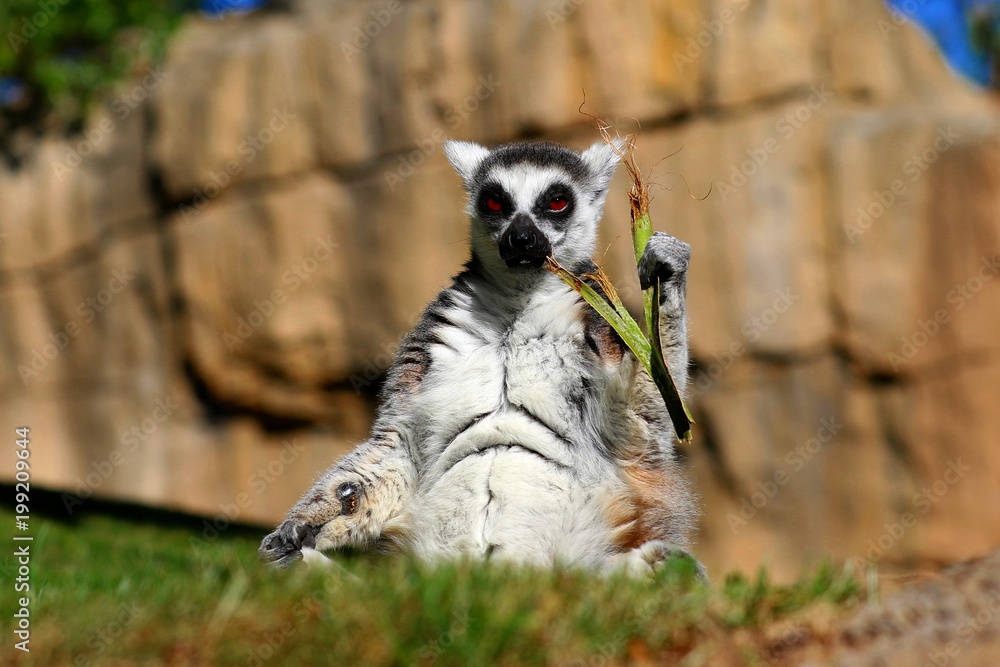 lemur en madagascar