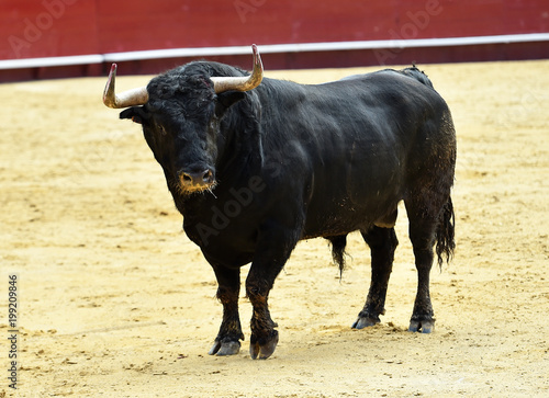 animal traditional of spain