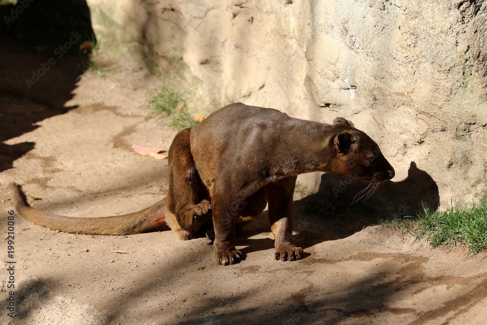 Obraz premium comadreja