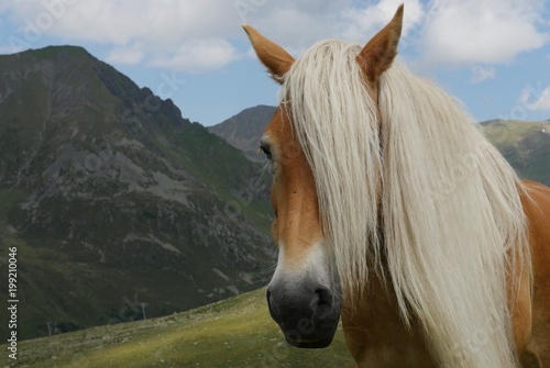 Haflinger