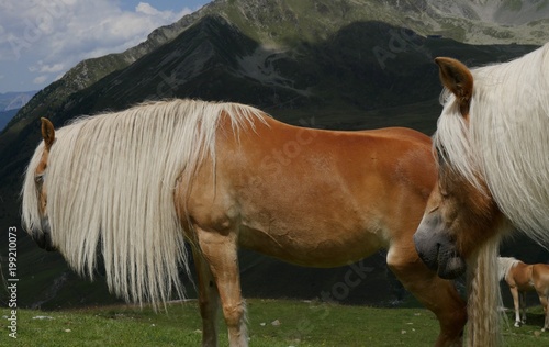 Haflinger
