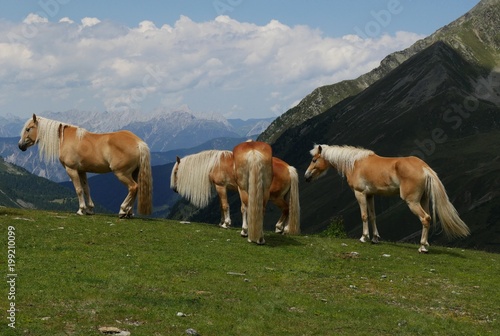 Haflinger