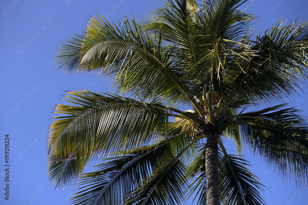 Palm Tree Close up Horizontal Tropical