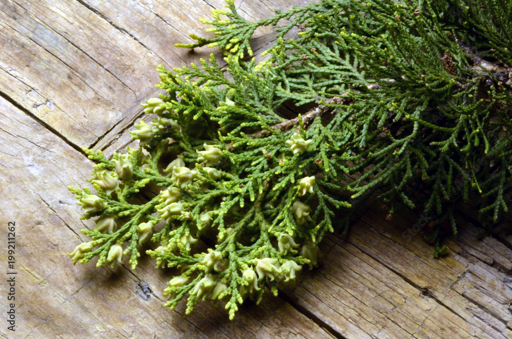 Cupressus Cyprys Cipresso Zypressen Ciprés سرو Նոճի Кипарис Cypress-släktet Sypressit Erboristeria Čempres イトスギ cypress Cupressus Cyprys Cipresso Zypressen Ciprés سرو Նոճի Кипарис Cypress-släktet Sypressit Erboristeria Čempres イトスギ cypress