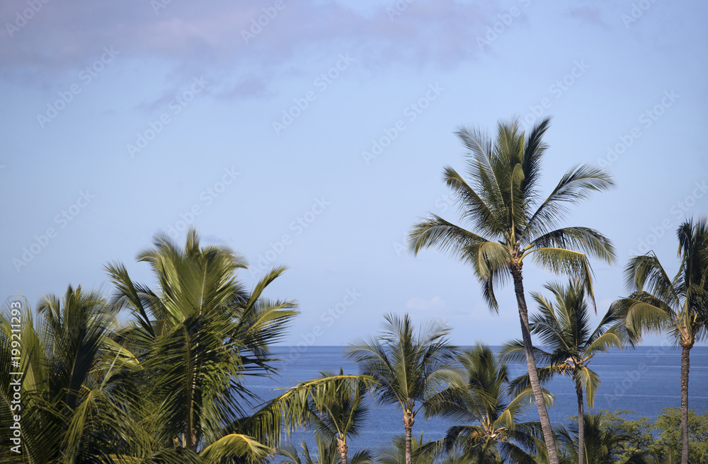 Palm Trees and Ocean from Maui