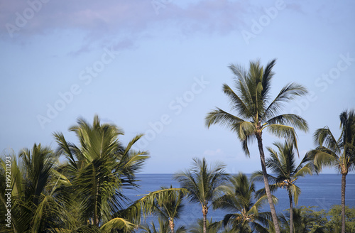 Palm Trees and Ocean from Maui