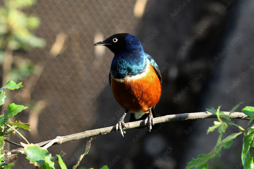 pajaro africano pajaro africano