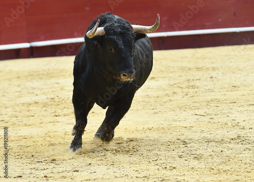 animal traditional of spain