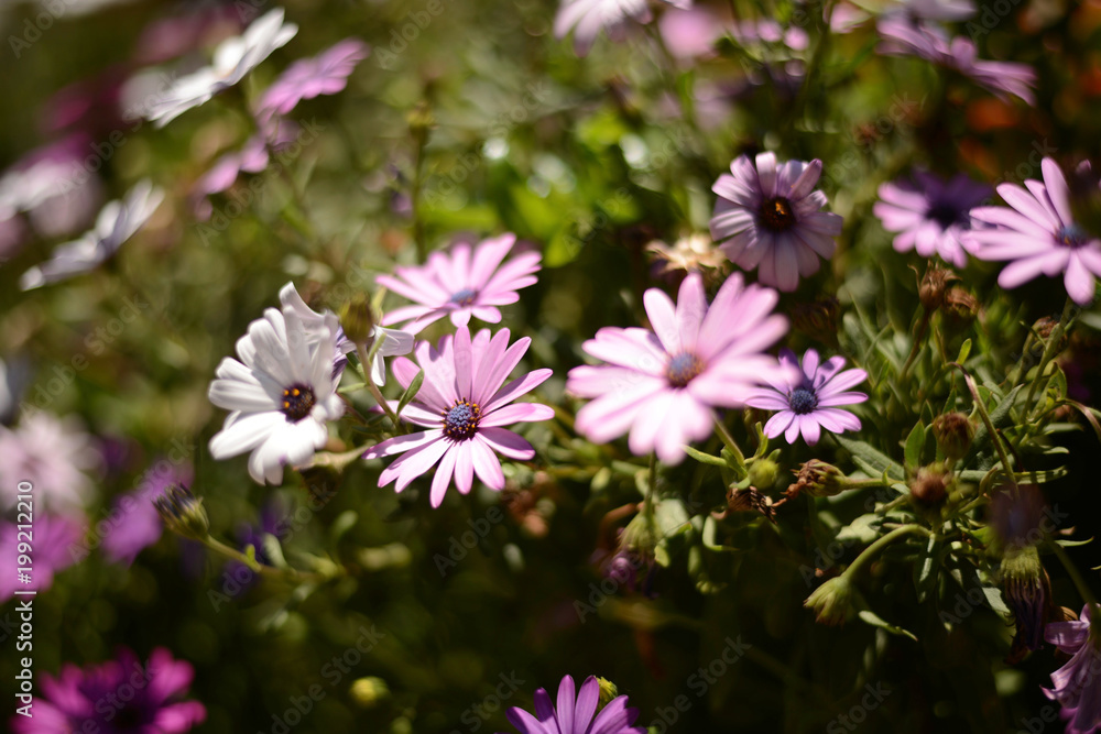 Blumen Grün Sommer Frühling Blumen Grün Sommer Frühling
