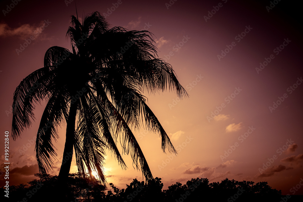 Silhouette of a palm tree at sunset