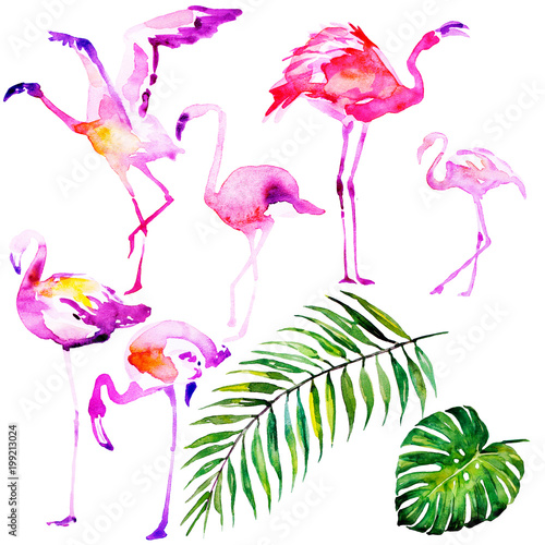 Beautiful watercolor flamingos, isolated on a white. Big set.