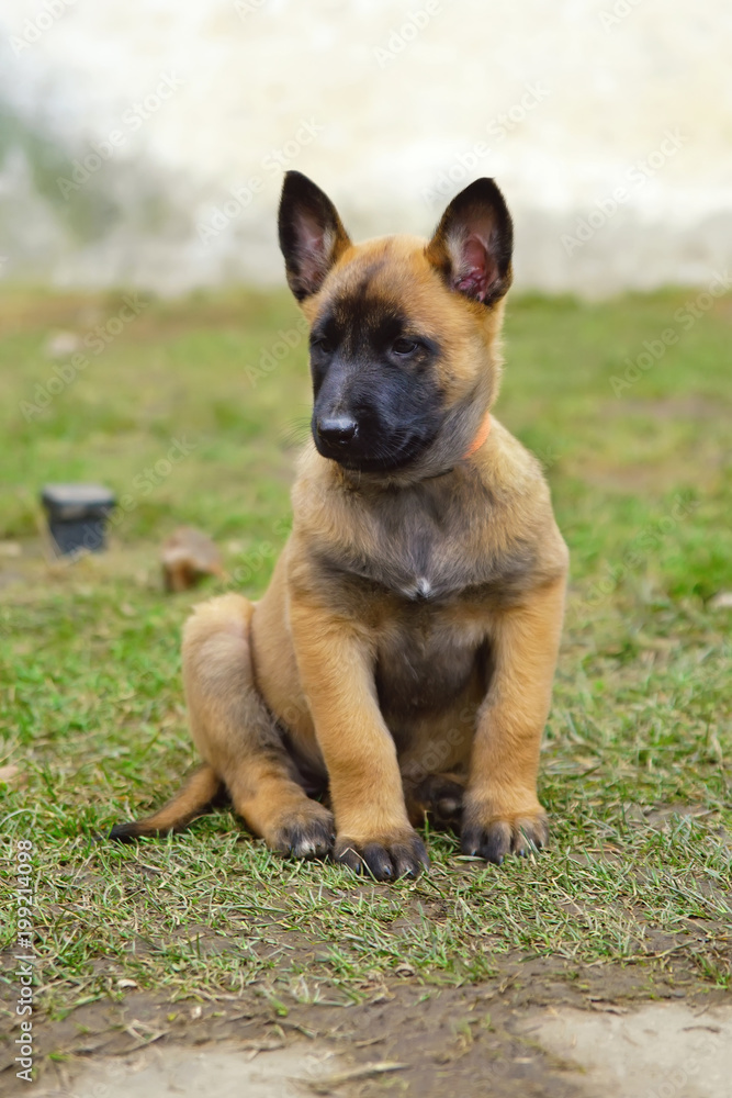 Cute Belgian Shepherd Malinois puppy sitting outdoors on a ground in spring