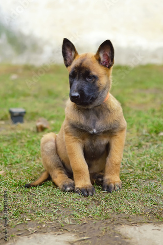 Cute Belgian Shepherd Malinois puppy sitting outdoors on a ground in spring © Eudyptula