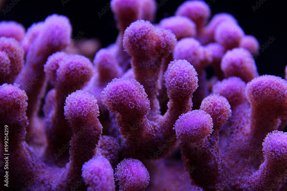 Naklejka premium Koral SPS w akwarium morskim