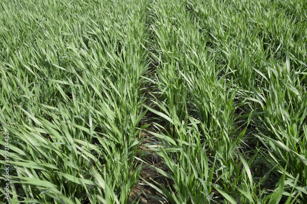 Spring winter wheat field Spring winter wheat field