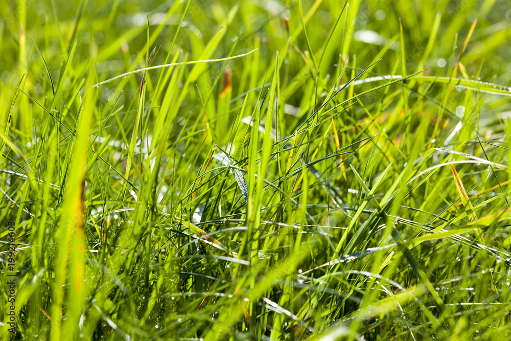 Obraz premium green different grass