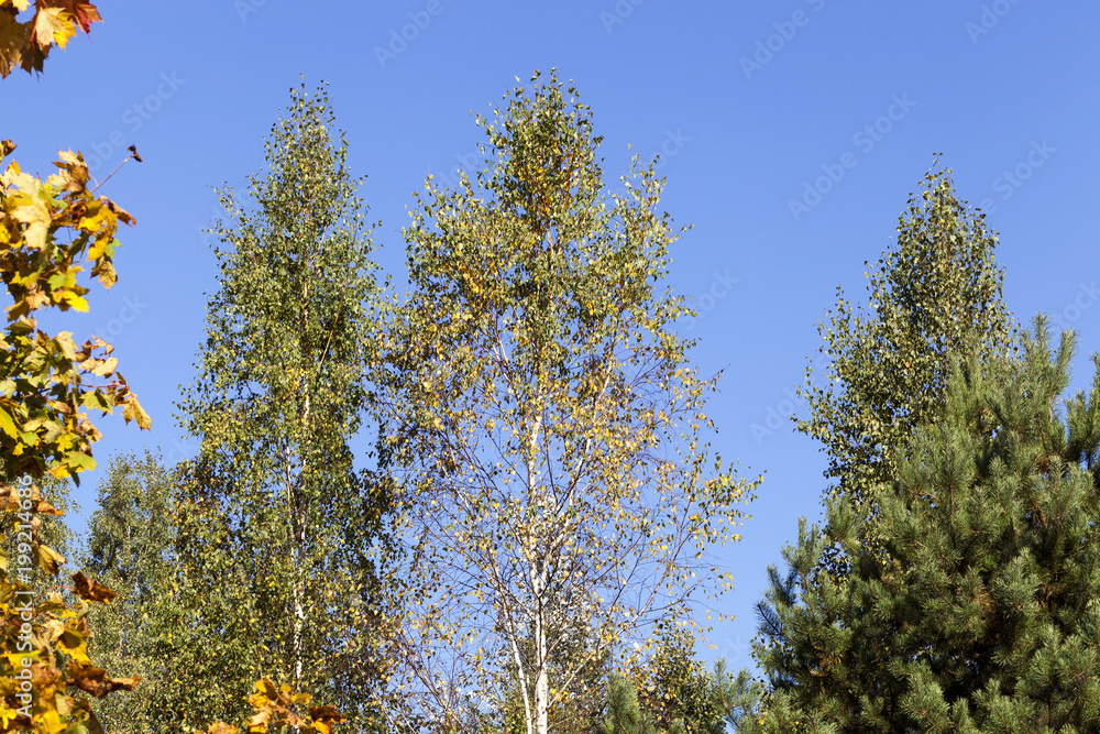 Obraz premium high deciduous trees