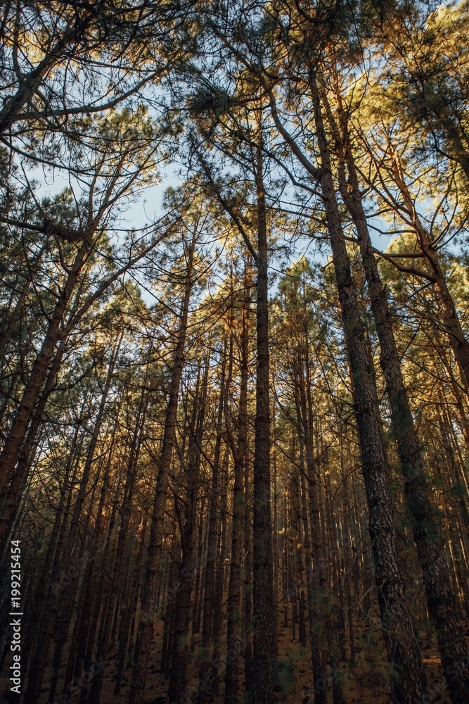 Fototapeta premium pine trees in forest La Esperanza