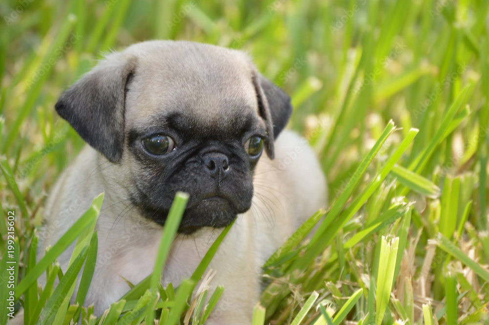 Obraz premium Pug Pasto