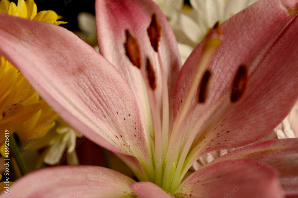 Fototapeta premium Freshly Cut Flowers