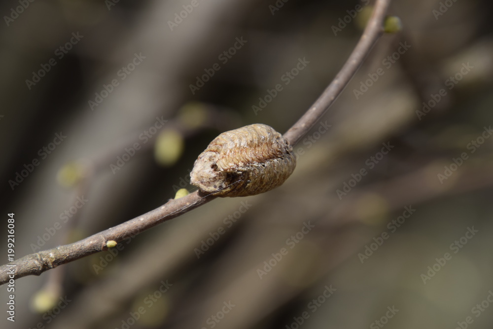 Ootheca mantis on the branches of a tree. The eggs of the insect laid in the cocoon for the winter are laid. Ooteca on a branch of hazelnut Ootheca mantis on the branches of a tree. The eggs of the insect laid in the cocoon for the winter are laid. Ooteca on a branch of hazelnut