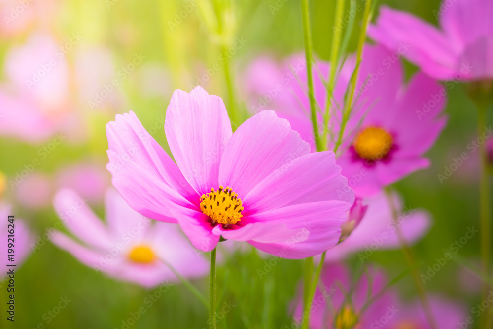 The background image of the colorful flowers The background image of the colorful flowers