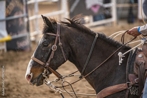 Hands & Reins