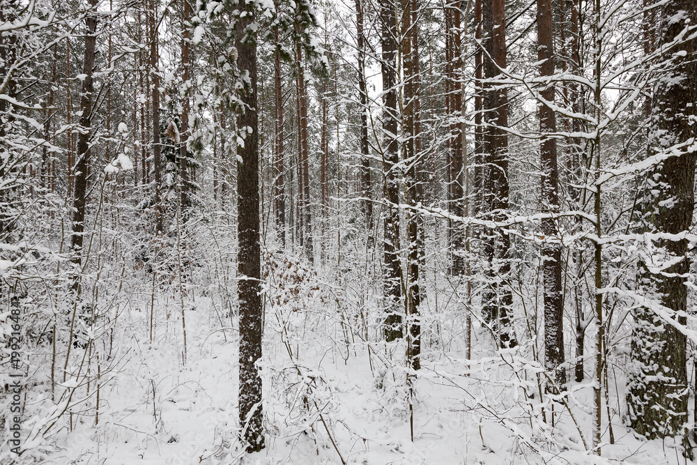 winter season winter season