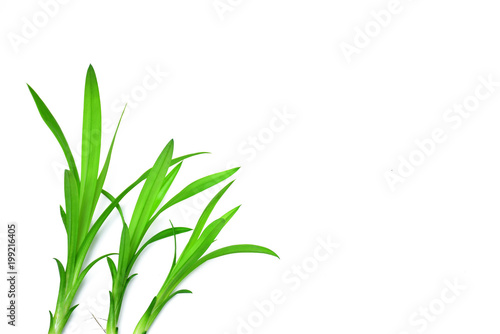 Green leaves isolated on white background Pandanus leaf