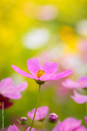 The background image of the colorful flowers © teerawit
