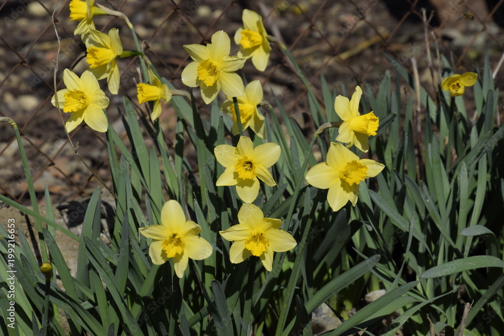 Obraz premium Spring flowering bulb plants in the flowerbed. Flowers daffodil yellow