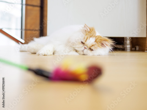 Portrait of exotic long hair yellow cat lying on the wood floor. looking at feather toys with lazy expression.