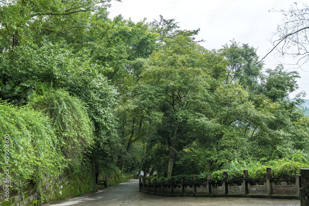 Verdant Path